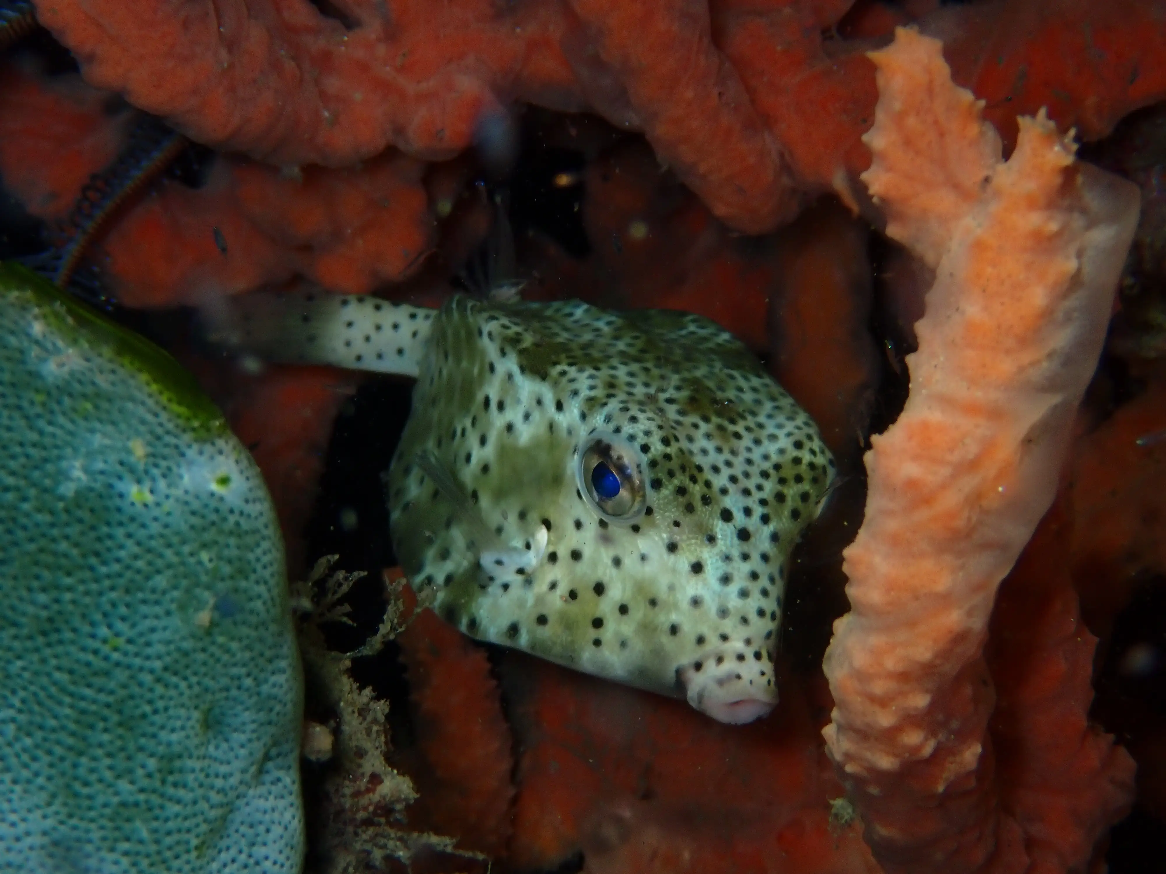 Rhynchostracion nasus (shortnose boxfish) - La Tortue muck site - 10m - night dive